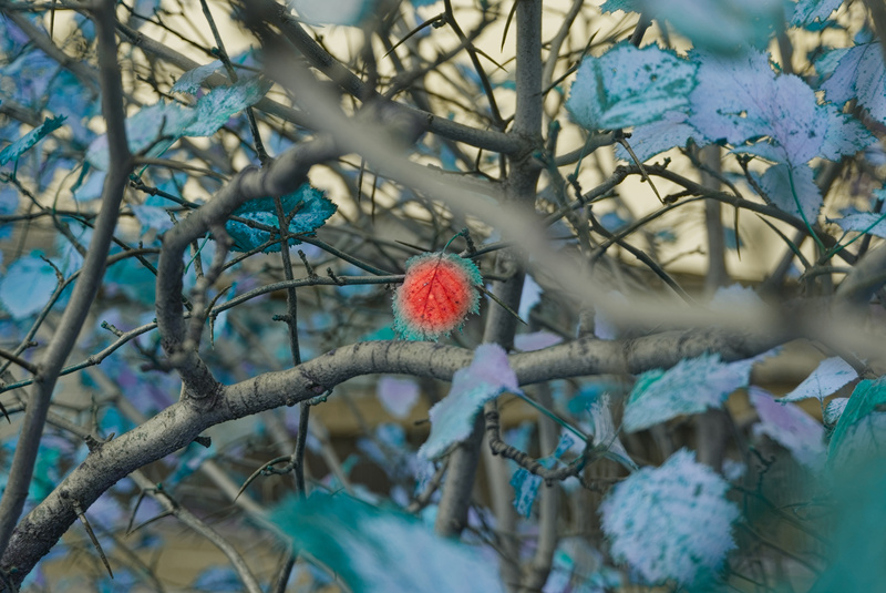 Discoloured leaf.