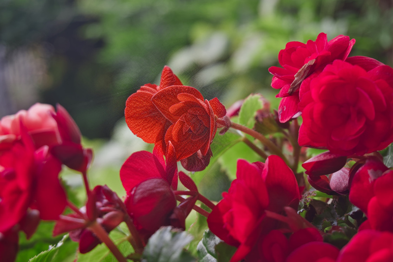 Noisy rose.