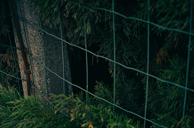 Bushes behind a crate.