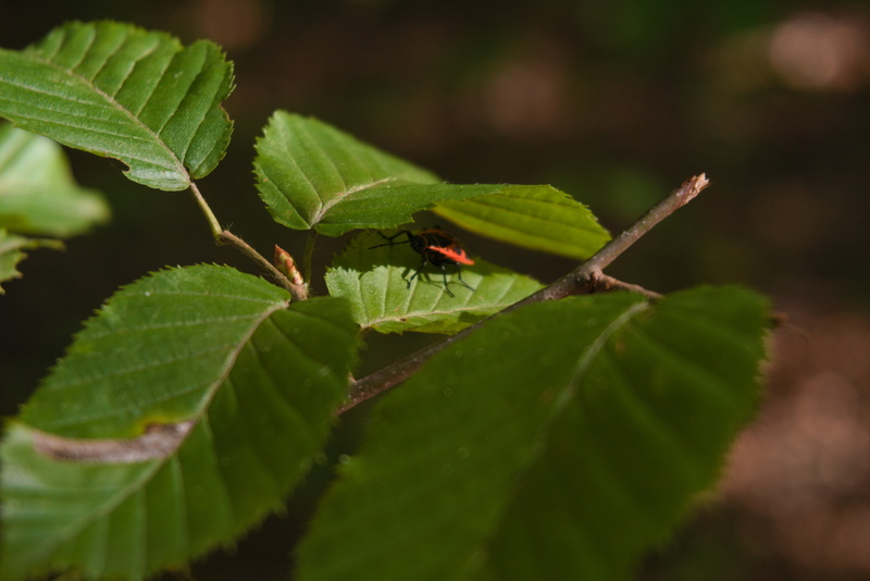 A ladybird-like insect sitting on top of a leaf; Kraków.