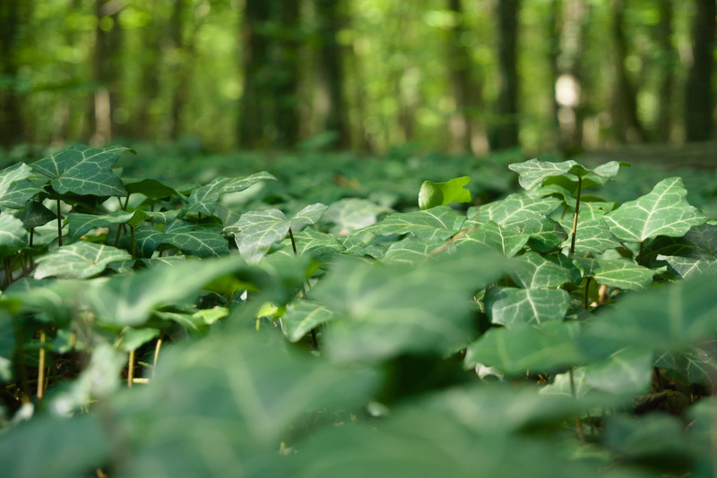 Bunch of leaves (bush of leaves?); Kraków.