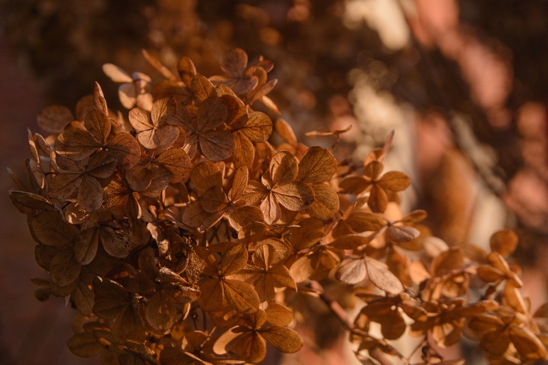 Close-up of autumn leaves.