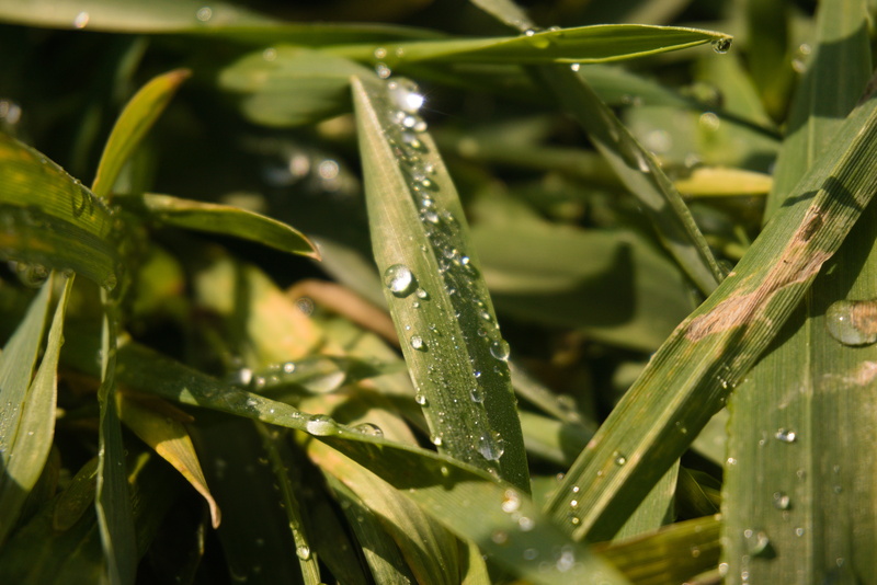 Sweaty grass.