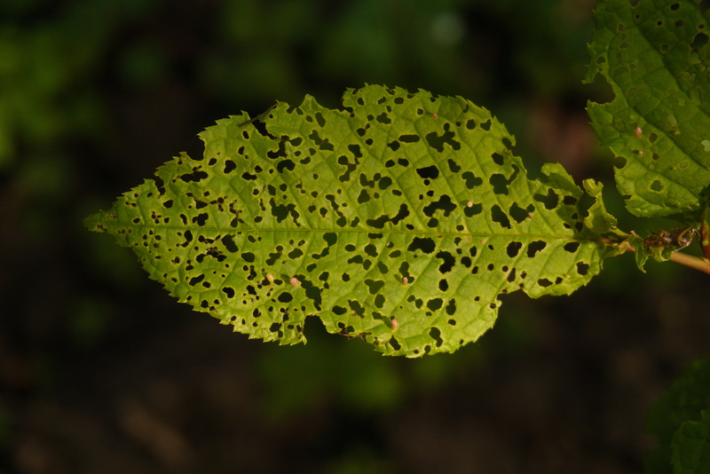 A partially-eaten leaf.