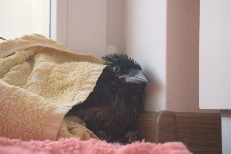 Crow that me and my wife had as a temporary shelter; Wrocław.