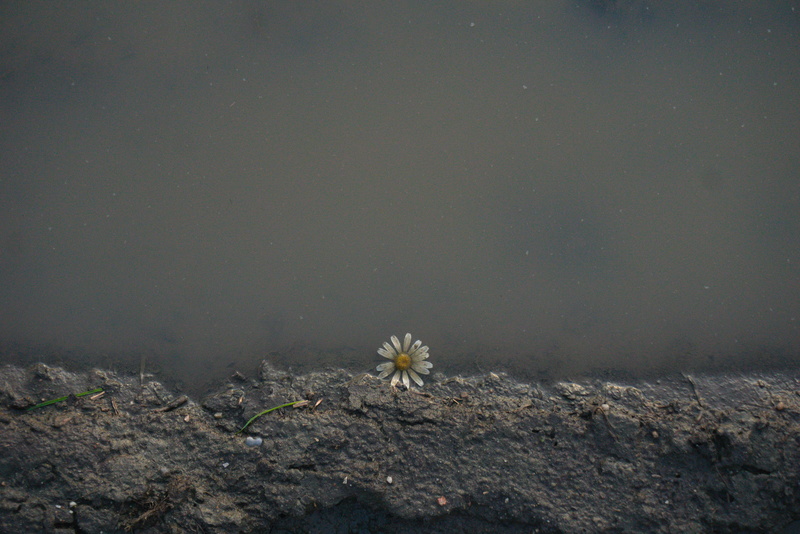 Gray puddle, daisy flower swimming in it; Wrocław.