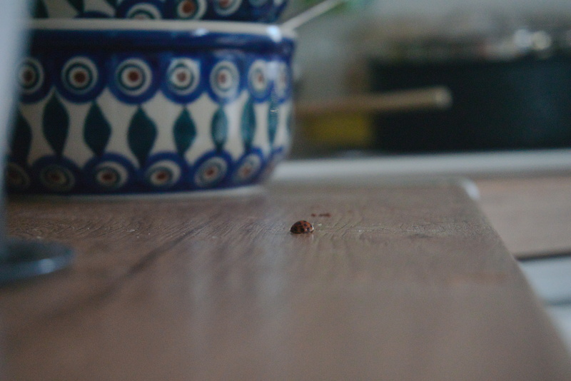 Ladybird, lost in a kitchen; Wrocław.