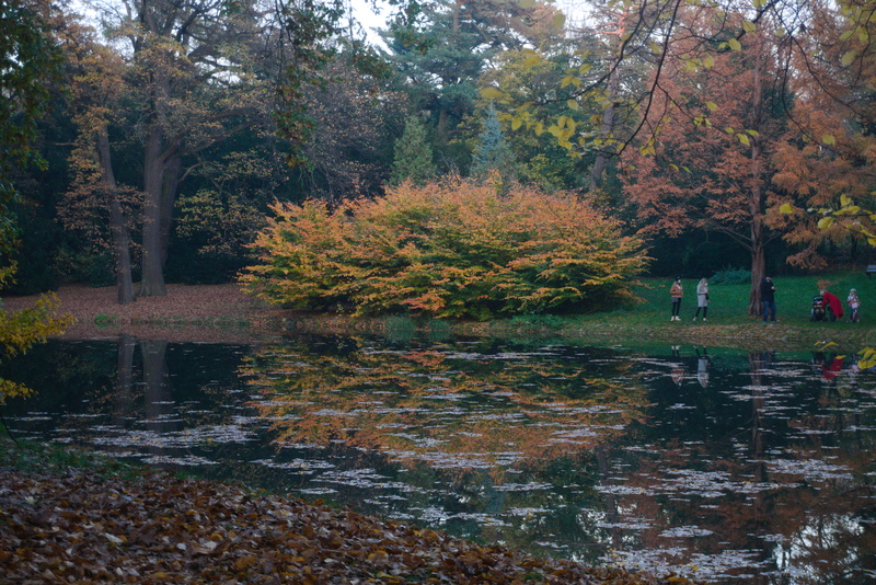 Bushy tree in a park; Wrocław.