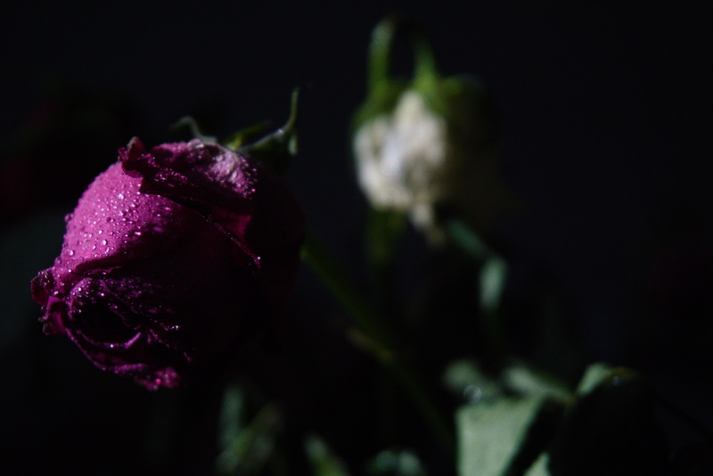 Two roses, half of them out of focus; Wrocław.