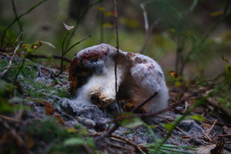 Mushroom covered with even more mushroom; Sweden.