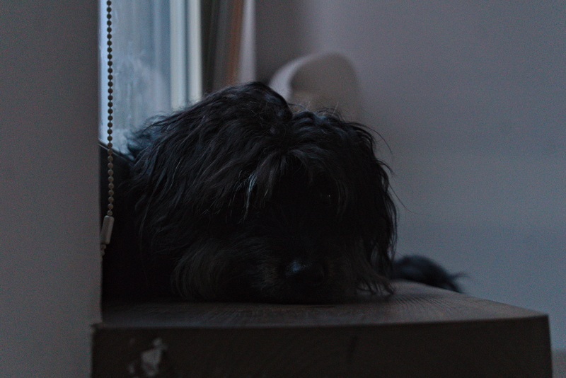Chałka laying on a windowsill.